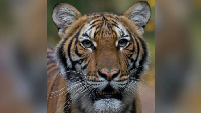 Tygrys z nowojorskiego ZOO. Fot. Internt.
