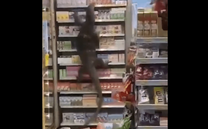 Nieprawdopodobne! Gigantyczna jaszczurka wdarła się do sklepu WIDEO
