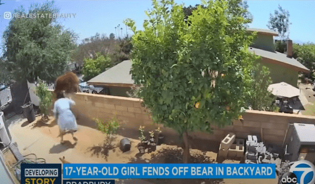 Nastolatka pobiła niedźwiedzia w obronie psów! WIDEO