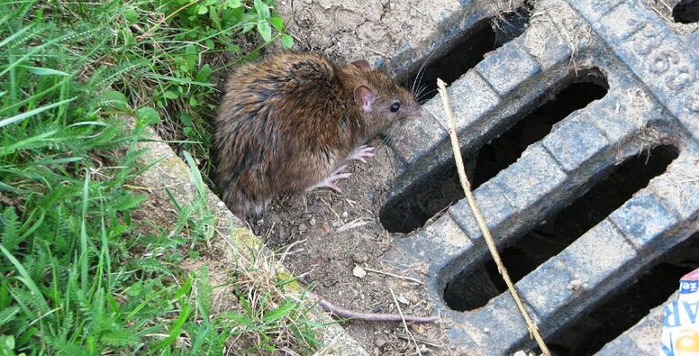 Eko-stołówka dla szczurów